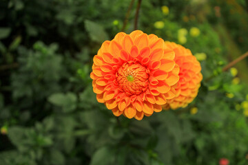 flower of calendula