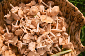 close photo of small mushrooms in a basket on the grass