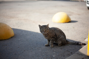 Stray cat on road. Pet in town. Predator on street.
