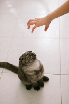 Unrecognizable young woman playing with a kitten 