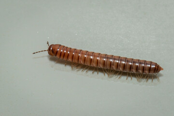 Millipede Australiosomatinae sp., Narooma, NSW, January 2023