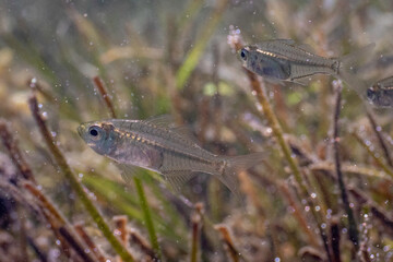 Port Jackson Glassfish, (Ambassis jacksoniensis), Narooma, NSW, January 2023