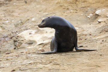 A male adult California seal lion walking on the cliff in La Jolla, California.