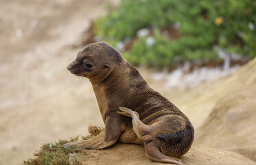 Fototapeta premium A cute wet sea lion pup with sand all over scratching it self with it's flipper.