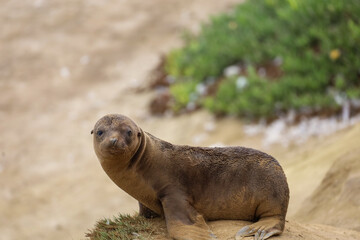 A baby sea lion with wet fur having fun on the sand.