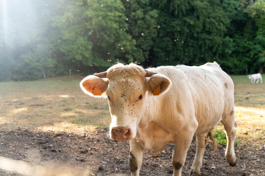 grass fed cow