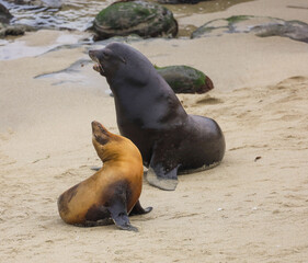 Fototapeta premium View of a female sea lion initiating courtship and copulation by displaying submissive postures in front of the male.
