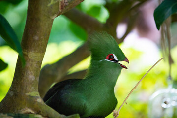 tropical exotic tauraco bird with green feather. exotic tauraco bird outdoor.