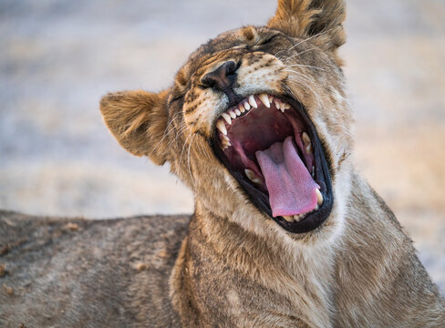 Lion yawning in Etosha National Park, Namibia, Africa.