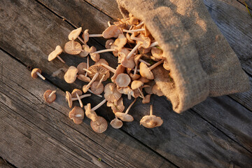 horizontal photo of mushrooms scattered on the table