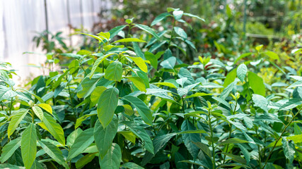 Avocado saplings in greenhouse in spring season
