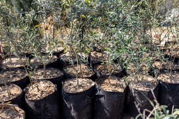 Obraz premium Olive plants in grow bags closeup