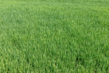 Wheat farming in the countryside. green wheat plants