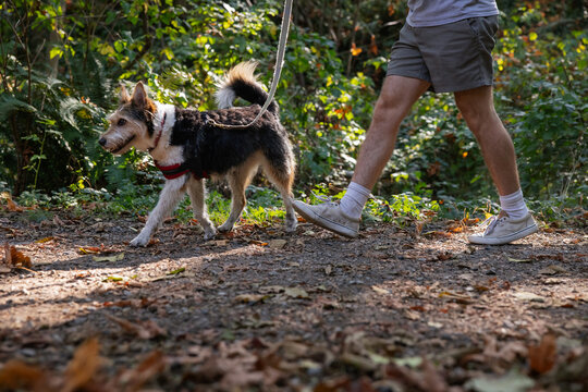 Man enjoying dog walk with wiry pup.