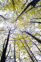 Under the trees in the forest in autumn