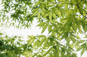 Beautiful green foliage under the sky, perfect for a backdrop