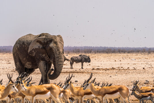 Elephant and animals in Etosha National Park, Namibia, Africa