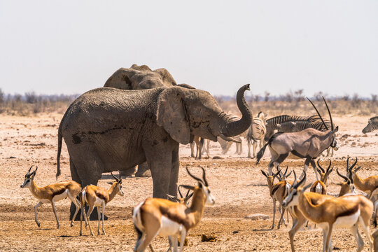 Group of elephants in Etosha National Park, Namibia, Africa