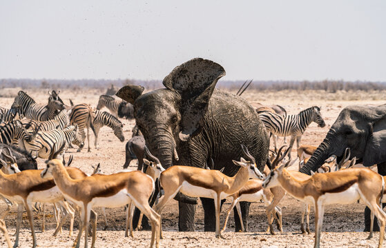 Group of elephants in Etosha National Park, Namibia, Africa