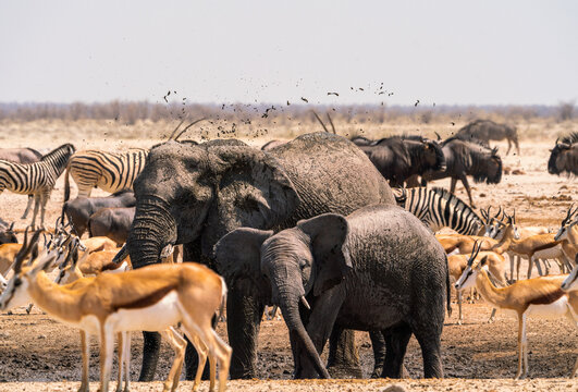 Group of elephants in Etosha National Park, Namibia, Africa