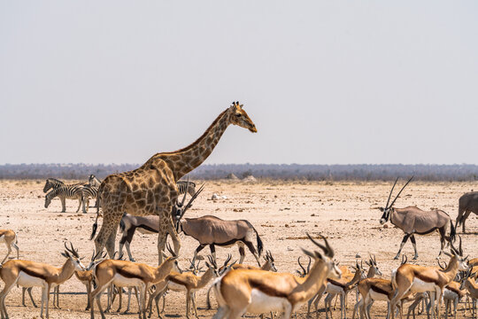 Fototapeta Animals in a waterhole in Etosha National Park, Namibia, Africa
