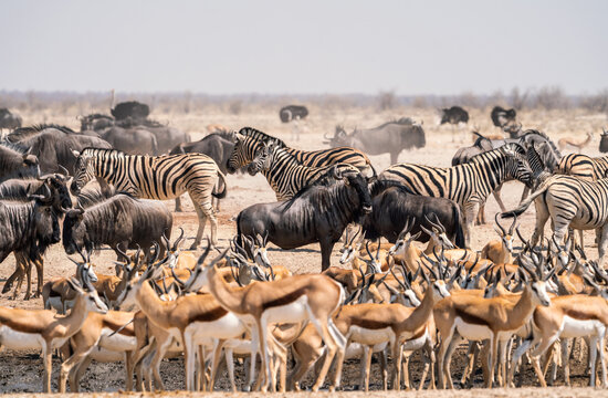 Animals in a waterhole in Etosha National Park, Namibia, Africa