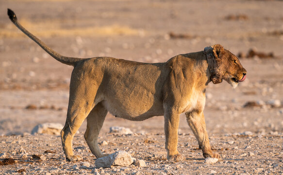 Lioness looking for prey in Etosha National Park, Namibia, Africa.