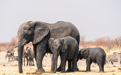 Family of elephants in Etosha National Park, Namibia, Africa