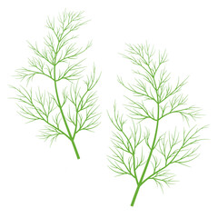 Illustration of a sprig of green dill isolated on a white background, macro. For printing and website design, vector icon.