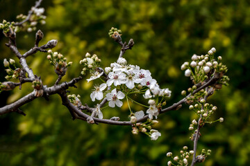 Delicate white flowers and buds of a flowering pear tree close-up.