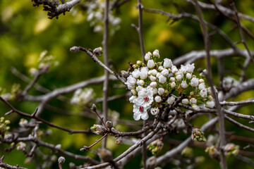 Delicate white flowers and buds of a flowering pear tree close-up.