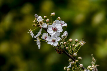 Delicate white flowers and buds of a flowering pear tree close-up.