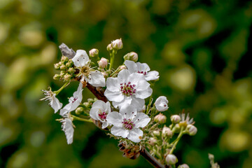 Delicate white flowers and buds of a flowering pear tree close-up.