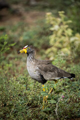 African Wattled Lapwing