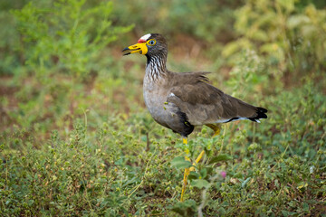 African Wattled Lapwing