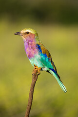 Lilac-breasted Roller on the branch in the wild