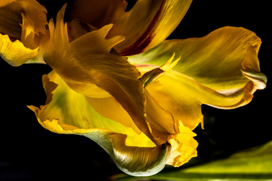 Naklejki Tulip flower