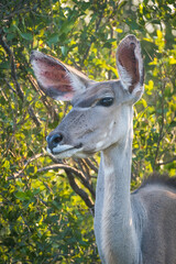 Young Kudu in the wild