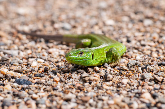 The green lizard