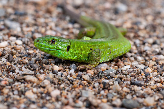 The green lizard