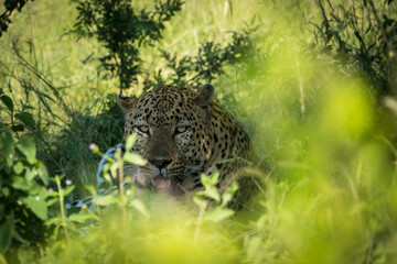 Male leopard in the bush 