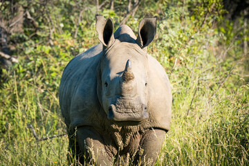 White rhino calf in the wild
