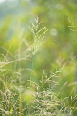African grass of the bush as a background 