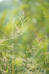 African grass of the bush as a background 