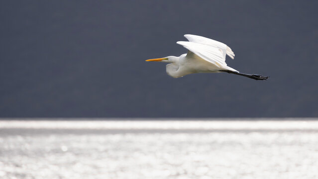 Egret in flight