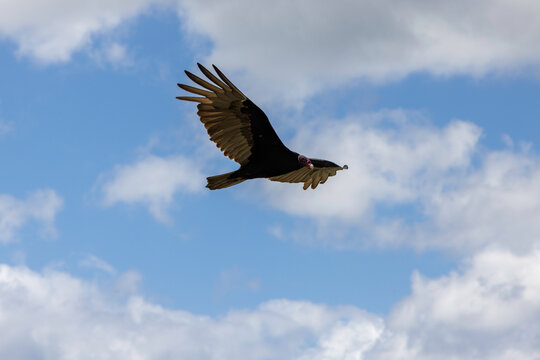 A Vulture in flight