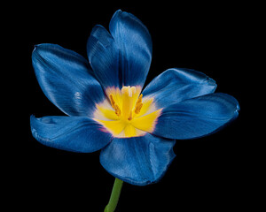 Blue blooming tulip with stem and yellow pollen isolated on black background, close-up studio shot.