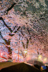 雨の日　桜のライトアップ