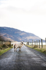 Sheep on the road in Scottish Highlands