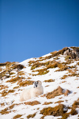 Sheep on a snowy ridge in Scottish highlands